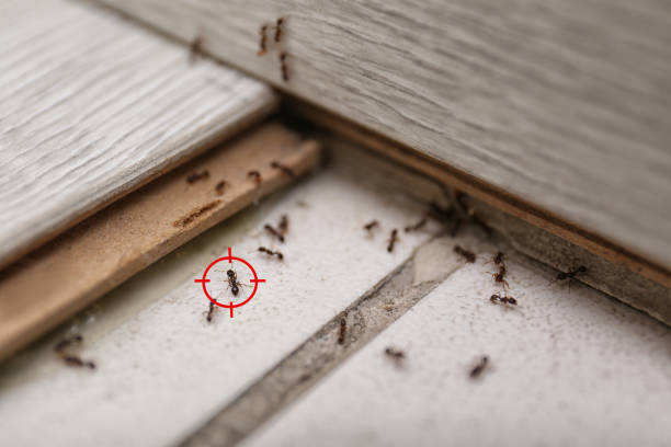 Best Affordable Pest Control Services  in Socastee, SC